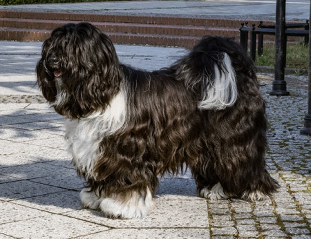 Ch. Bianka Czernulka z Helmowego Jaru 