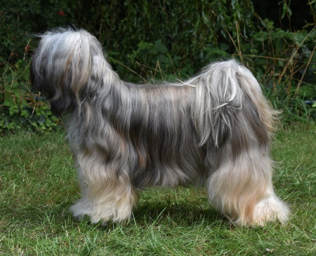 Ch. Pavati Lamleh Legs-Smon 