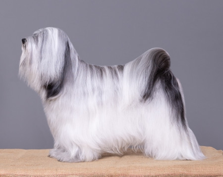 C.I.B. Show Must Go On of Darkness 